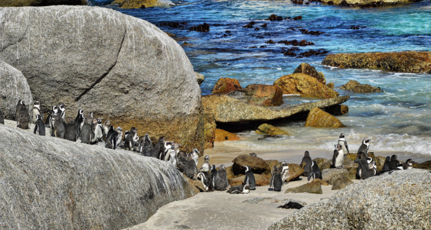 Visit the penguins on Boulders Beach, Photo credit: Ravi S R