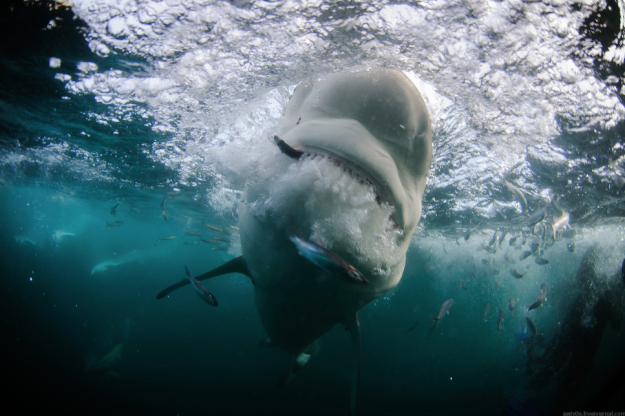 Go cage diving with great whites, Picture credit: Alexander Safonov on 500px