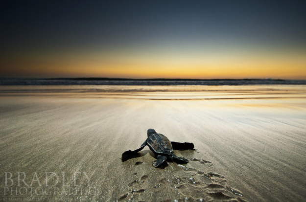See and help with endangered turtles. Photo credit:  Jason Bradley on 500px.com