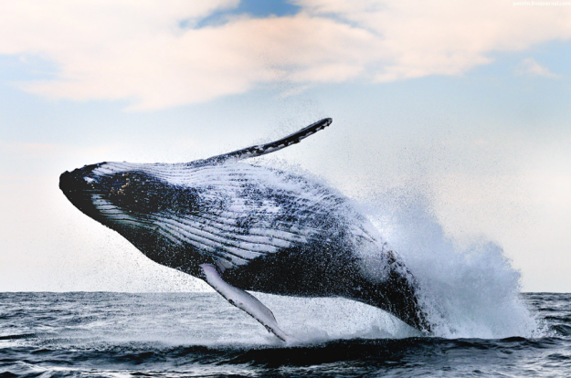 Watch the whales migrate, Picture credit: Alexander Savanof on 500px.com